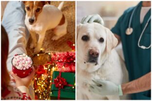 Bratislava pomoc veterina vianoce.jpg