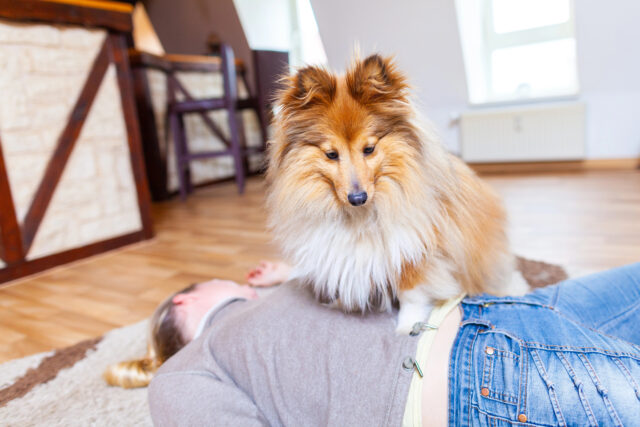 pes kladie labku na pána