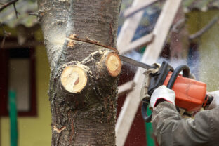 výrub stromu v záhrade
