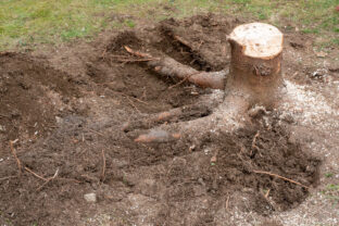 odstrániť starý peň