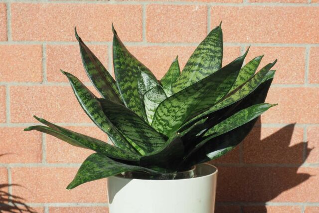 Dracaena trifasciata.jpg