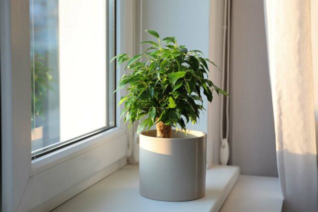 Ficus benjamina.jpg