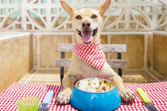 Pes vianoce jedlo pozor otrava veterina