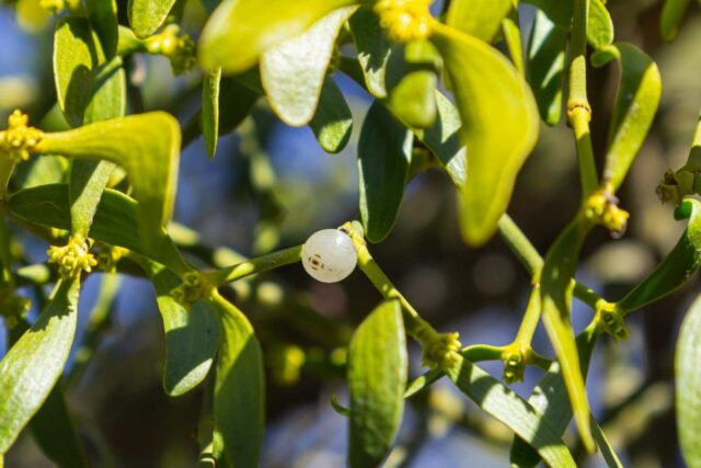 Imelo nebezpečenstvo