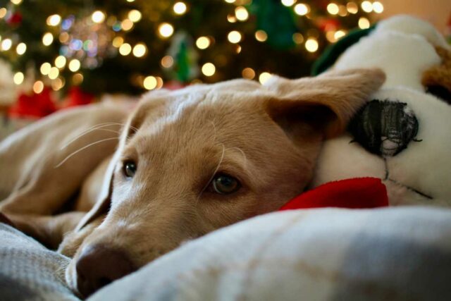 Pes vianoce jedlo pozor otrava veterina
