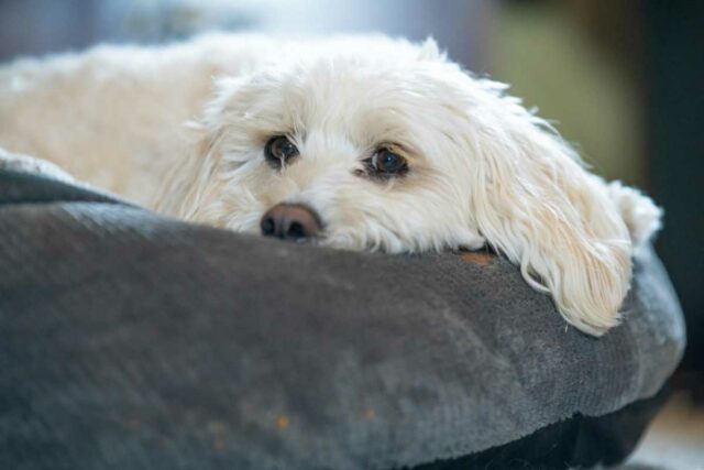 Ohnostroj Silvester opatrenia pes pomoc