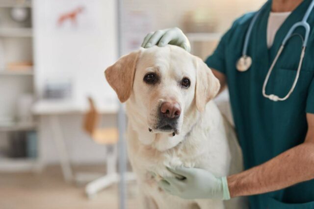 Pes vianoce jedlo pozor otrava veterina