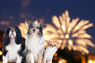 Ohnostroj Silvester opatrenia pes pomoc