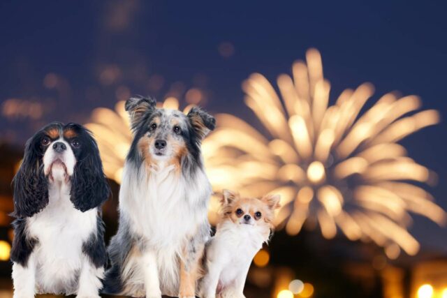 Ohnostroj Silvester opatrenia pes pomoc