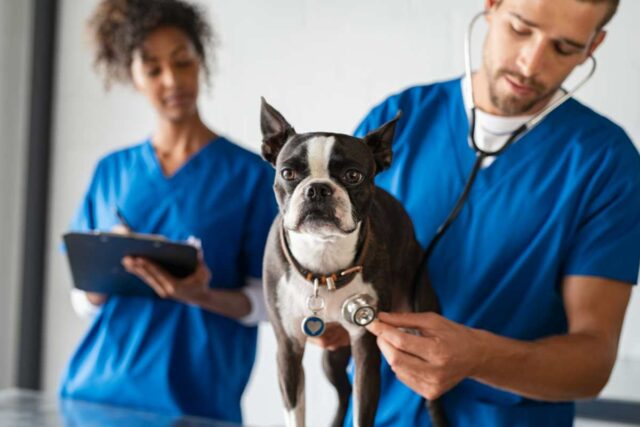 Veterina pes psik pomoc