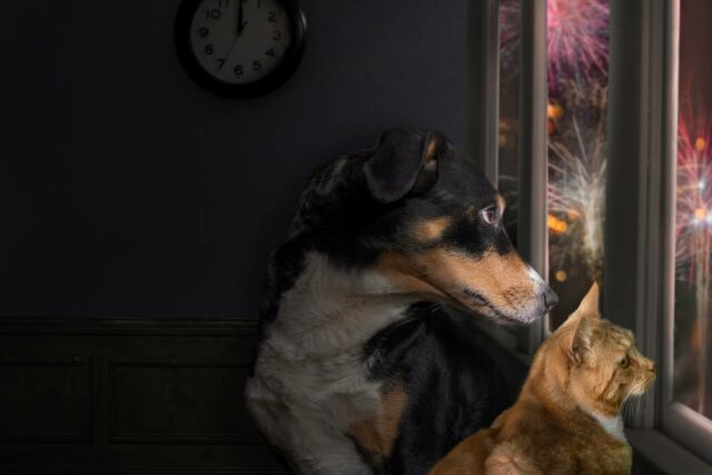 Ohnostroj Silvester opatrenia pes pomoc