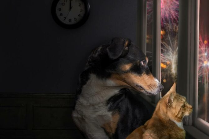 Ohnostroj Silvester opatrenia pes pomoc