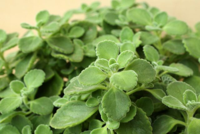 Nadchovnik foto 2.jpg