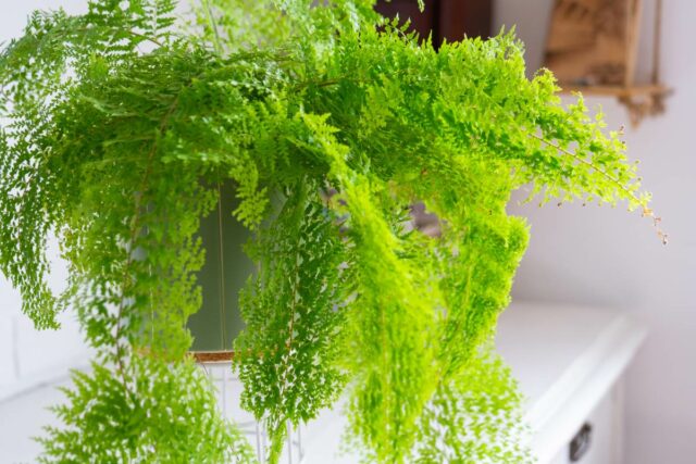 Nephrolepis exaltata.jpg