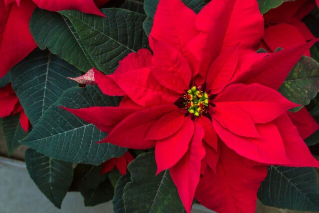 Poinsettiafoto.jpg
