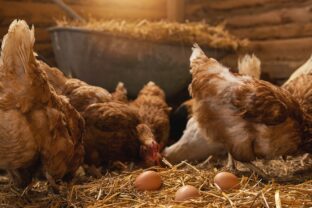 sliepky znášajú vajcia