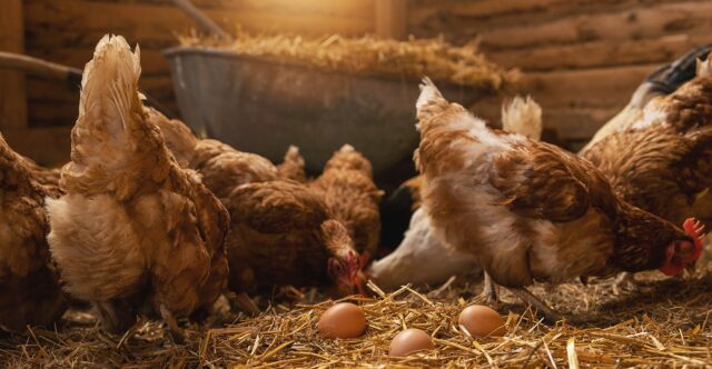 sliepky znášajú vajcia