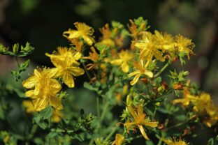 Ľubovník bodkovaný