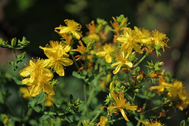 Ľubovník bodkovaný