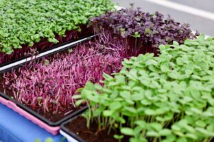 Microgreens