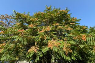 Ailanthus altissima