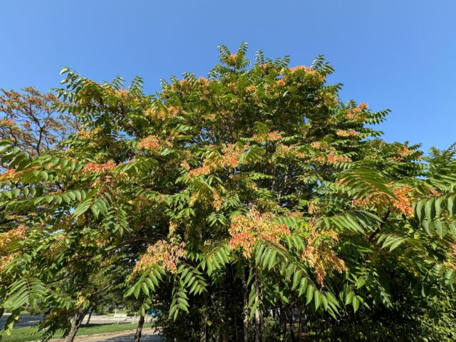 Ailanthus altissima