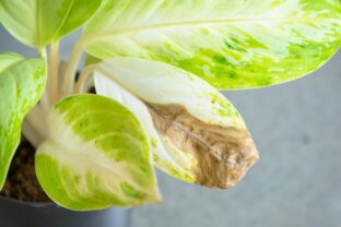 suchý list na kvetine