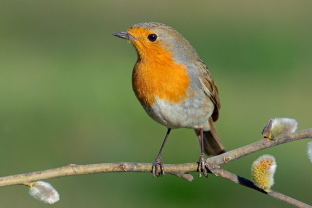 Červienka obyčajná