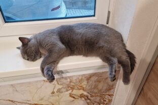 Hrôzostrašné zistenie vedcov o mačkách