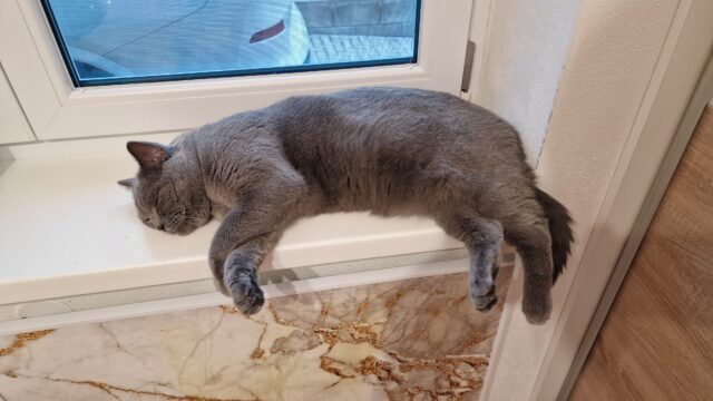 Hrôzostrašné zistenie vedcov o mačkách