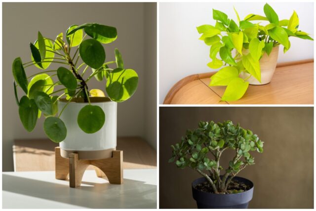 Bratislava izbove rastliny.jpg