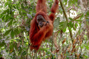 Orangutan