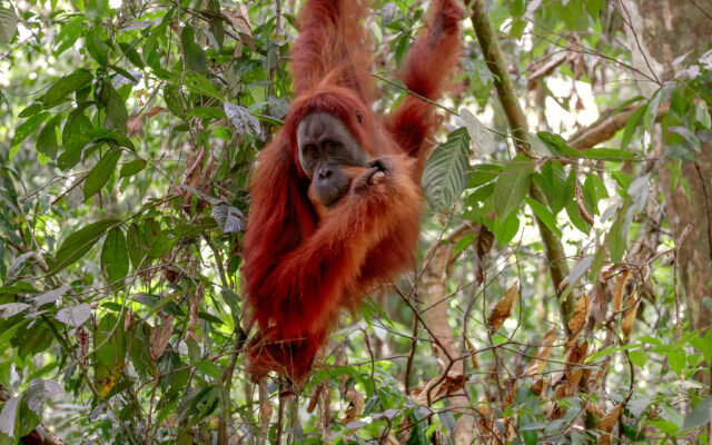 Orangutan