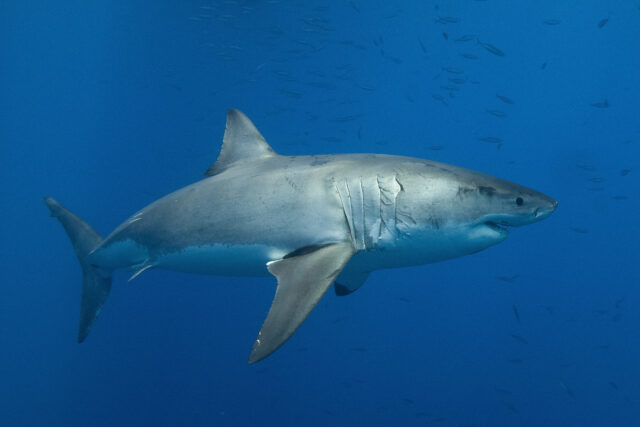 biely žralok