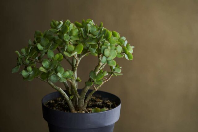 Foto Crassula ovata