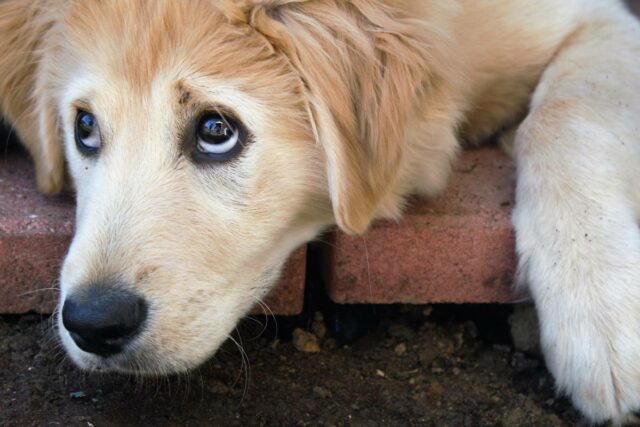 Pes komunikacia Bratislava