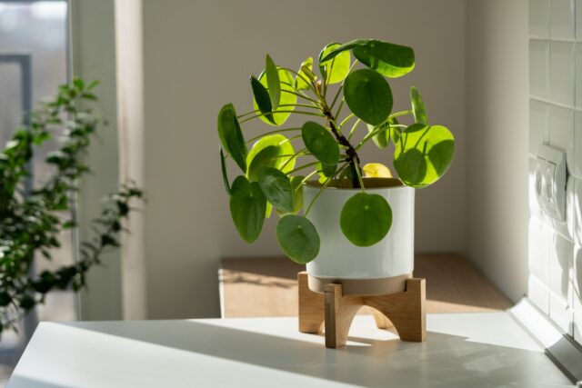 Foto Pilea peperomioides