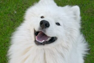 Pes komunikacia Bratislava