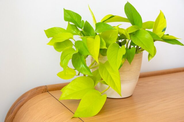 Foto Epipremnum aureum