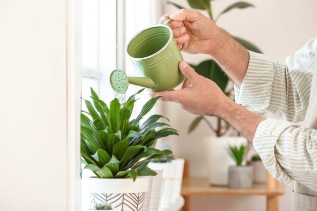 Kvety rastiliny Bratislava