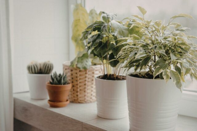 Kvety rastiliny Bratislava