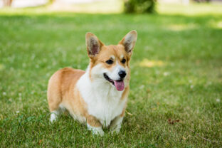 Welsh Corgi Pembroke