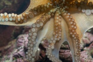 Chápadlá chobotnice