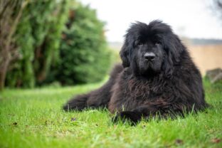 Novofundlandský pes