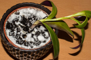 Biely povlak v kvetináči