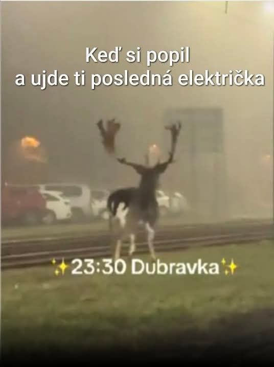 Daniele jelene Dubravka