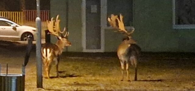 Daniele jelene Dubravka