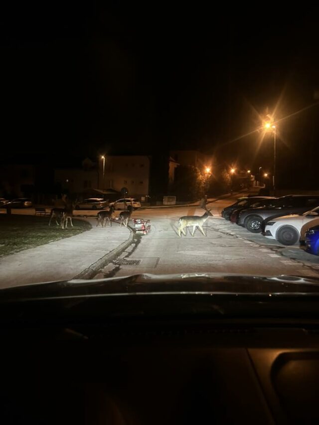 Daniele jelene Dubravka