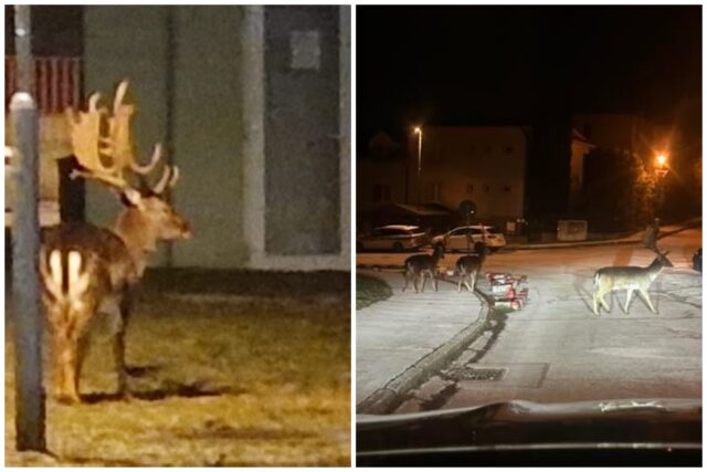 Bratislava daniele dubravka.jpg