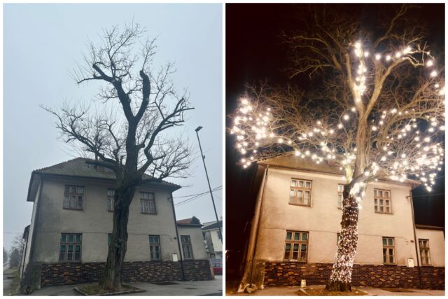 Bratislava strom lamac.jpg